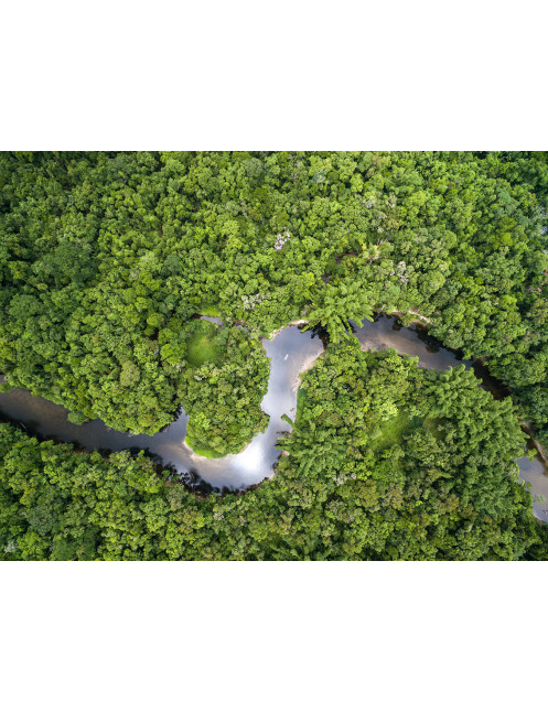 Poudre d'écorce de Chuchuhuasi