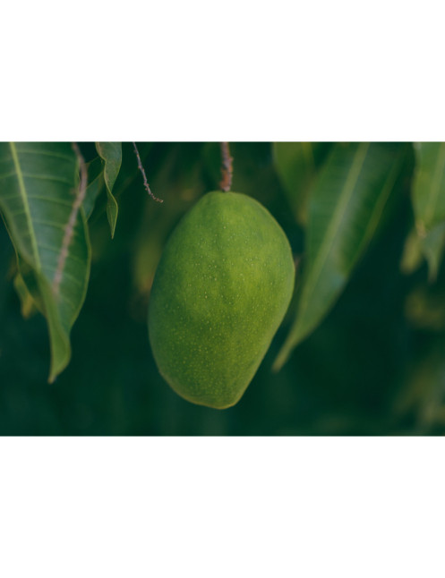 Poudre de mangue bio soluble